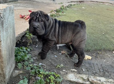 Les chiots de Shar Pei