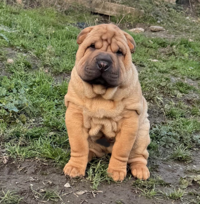 Les chiots de Shar Pei