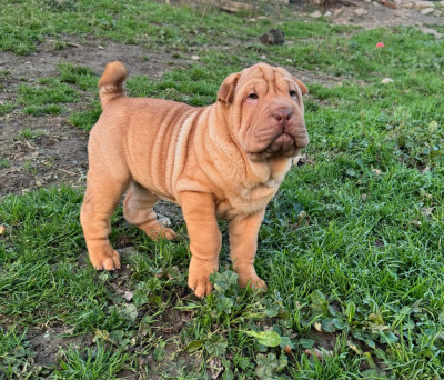 Les chiots de Shar Pei