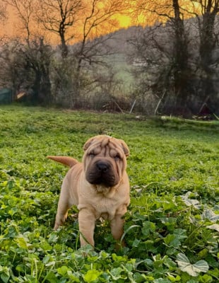 Les chiots de Shar Pei