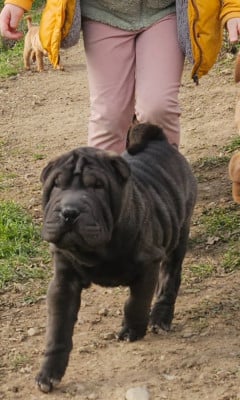 Les chiots de Shar Pei