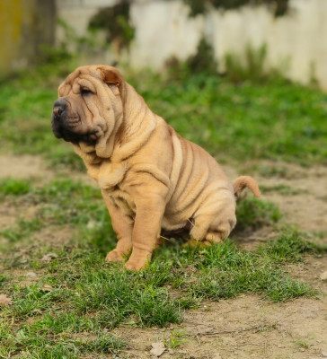 Les chiots de Shar Pei