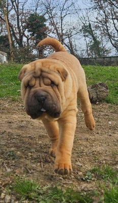 Les chiots de Shar Pei