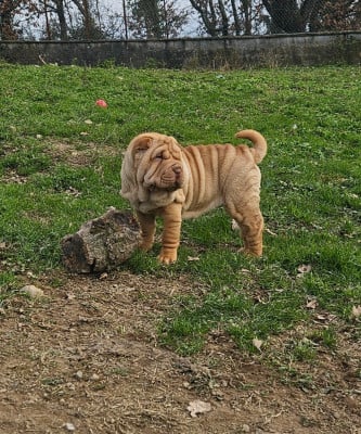 Les chiots de Shar Pei