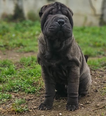 Les chiots de Shar Pei