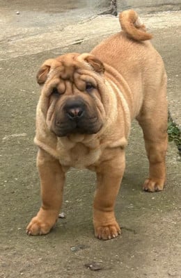 Les chiots de Shar Pei