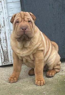 Les chiots de Shar Pei