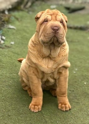Les chiots de Shar Pei
