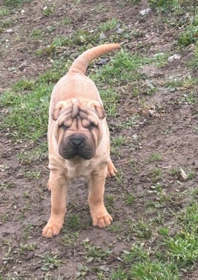 Les chiots de Shar Pei