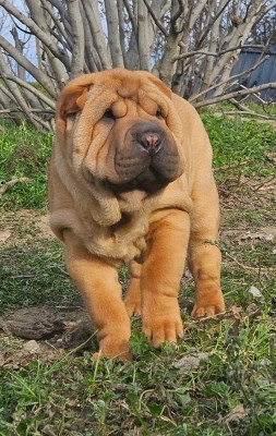 Les chiots de Shar Pei