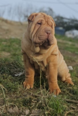 Les chiots de Shar Pei