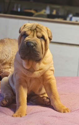 Les chiots de Shar Pei