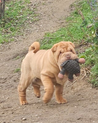 Les chiots de Shar Pei