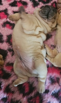 Les chiots de Shar Pei