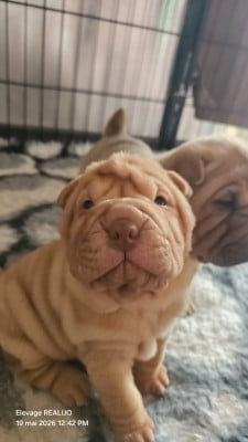 Les chiots de Shar Pei