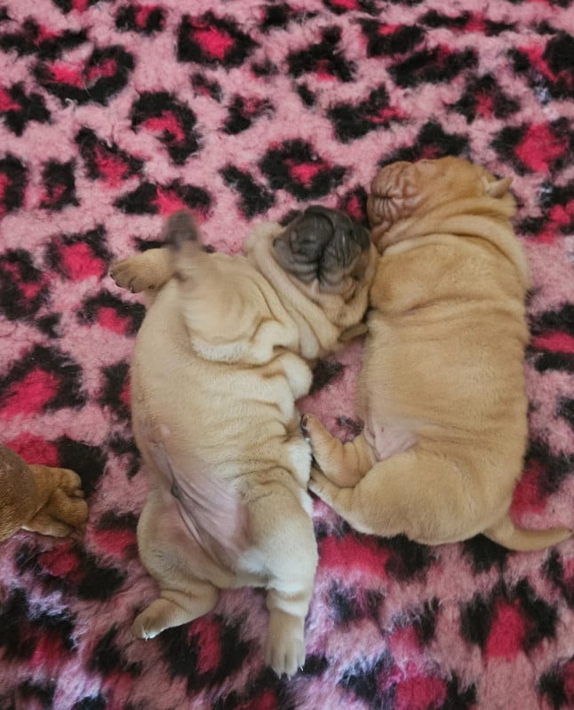 Shar Pei - Realijo
