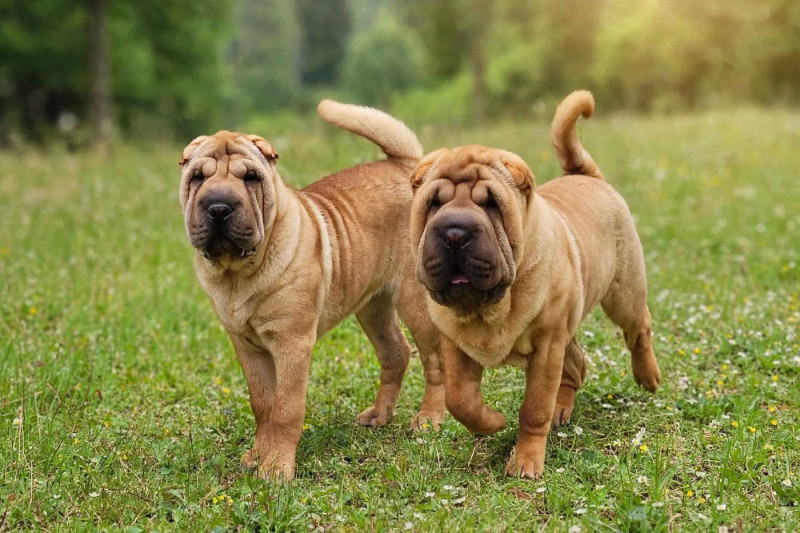 Shar Pei - Realijo