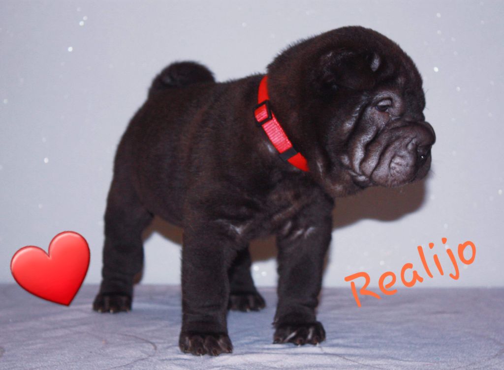 CHIOT collier rouge - Shar Pei