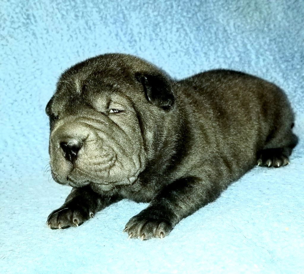 RAFFLESIA - Shar Pei