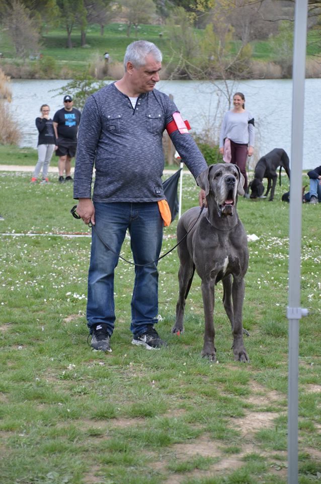 CH. Garoutskaina de l'Outsaïna - 1ère EXCELLENT MEILLEURE FEMELLE BLEUE SENIOR ET RING D'HONNEUR