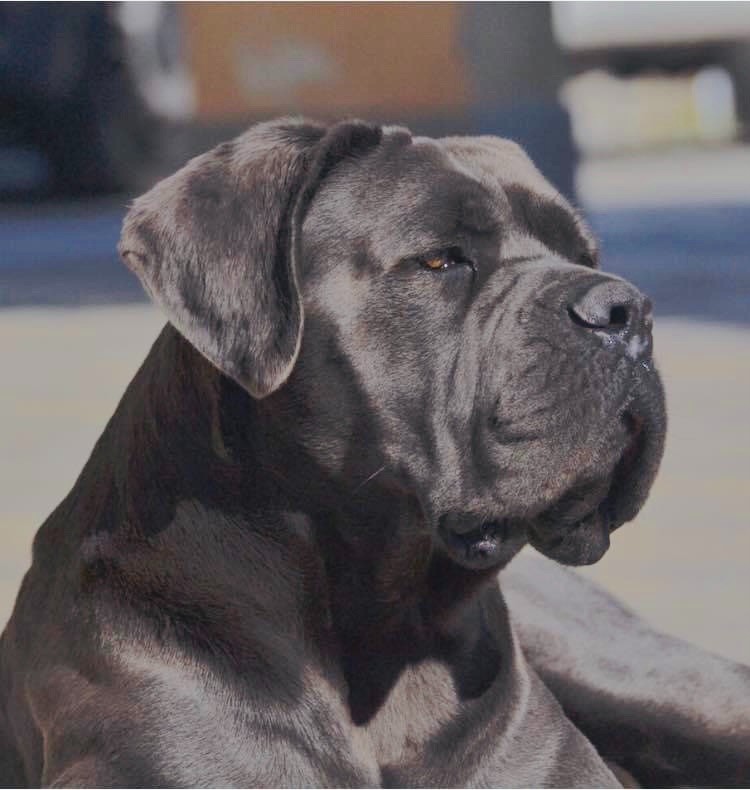 Publication : des Gardiens de Maelys