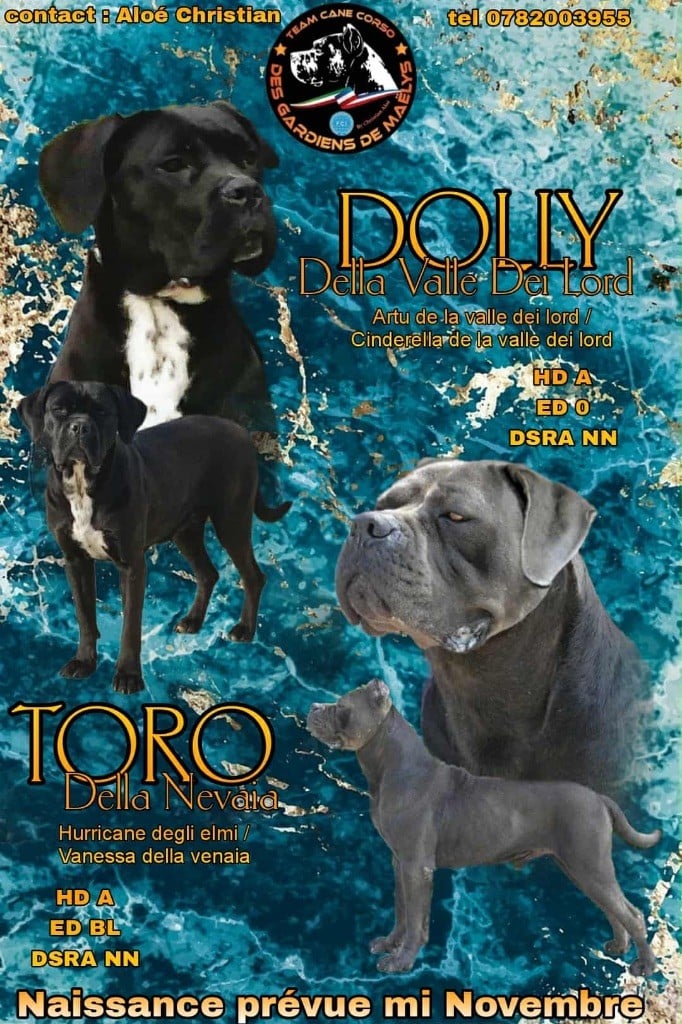 Cane Corso - des Gardiens de Maelys
