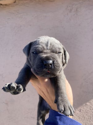 Les chiots de Cane Corso