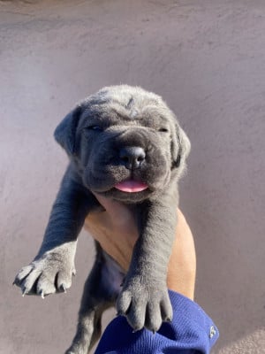 Les chiots de Cane Corso