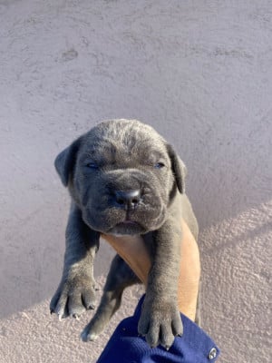Les chiots de Cane Corso