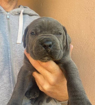 Les chiots de Cane Corso