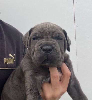 Les chiots de Cane Corso