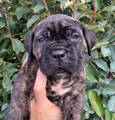 Les chiots de Cane Corso