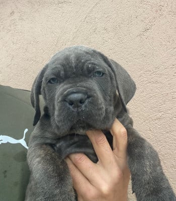 Les chiots de Cane Corso