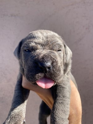 Les chiots de Cane Corso