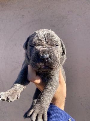 Les chiots de Cane Corso