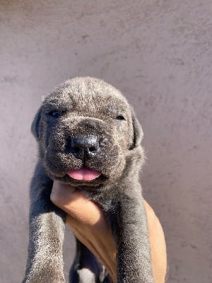 Les chiots de Cane Corso