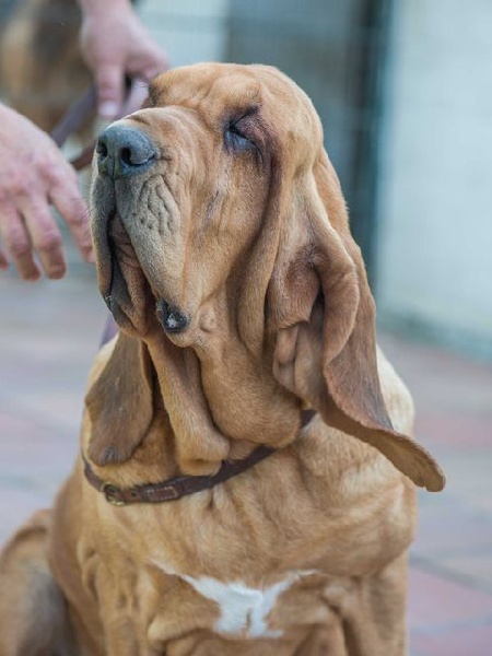 Publication : de la voix royale