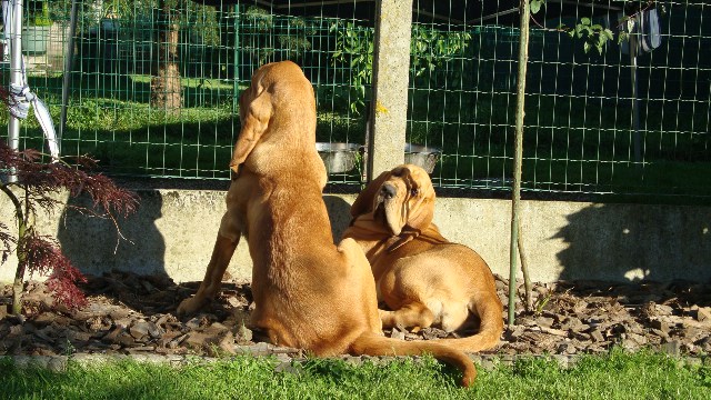 Publication : de la voix royale