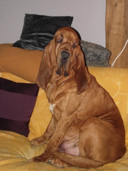 Publication : de la voix royale