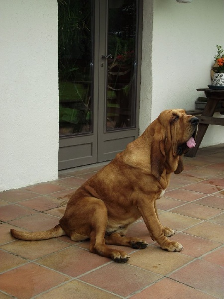 Publication : de la voix royale