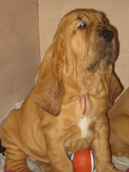 Publication : de la voix royale