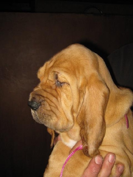 Publication : de la voix royale