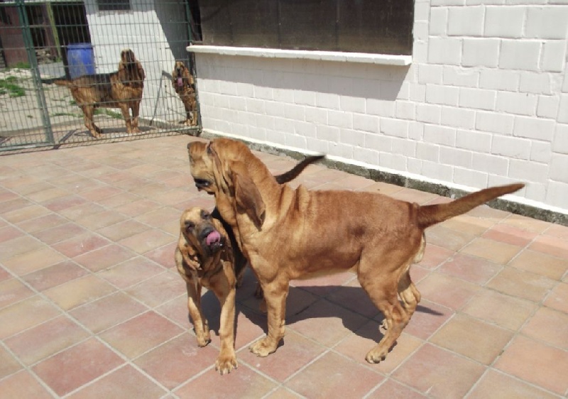 Publication : de la voix royale