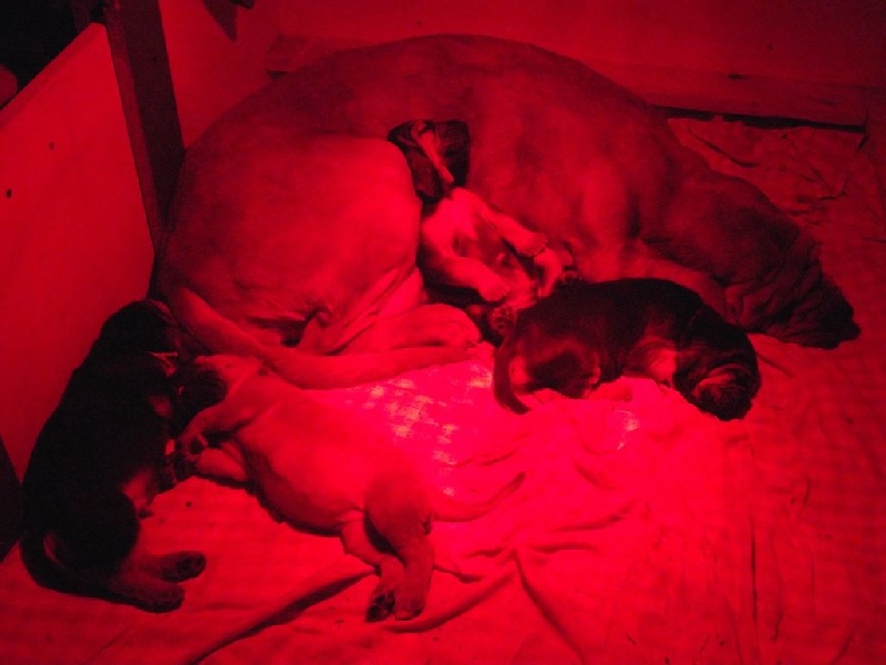 Publication : de la voix royale