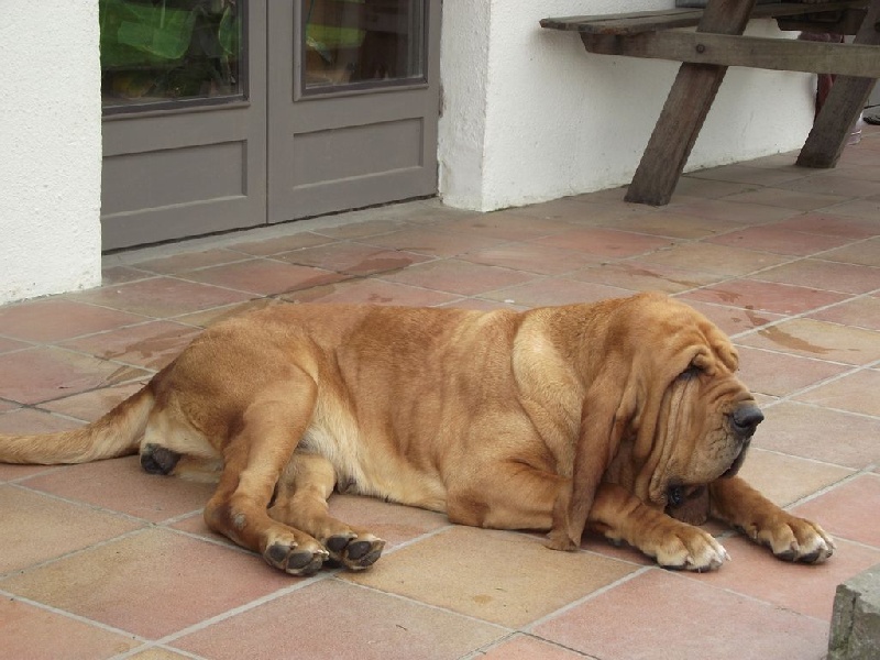 Publication : de la voix royale