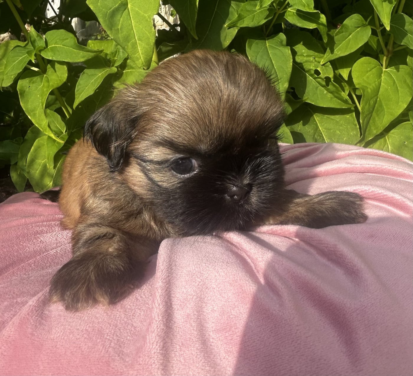 N° 2 - Shih Tzu