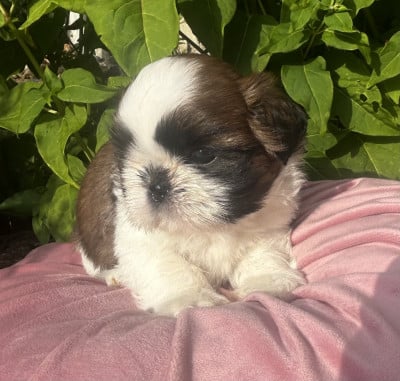 Les chiots de Shih Tzu