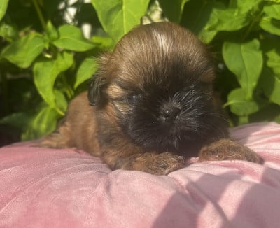 Les chiots de Shih Tzu