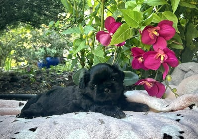Les chiots de Shih Tzu