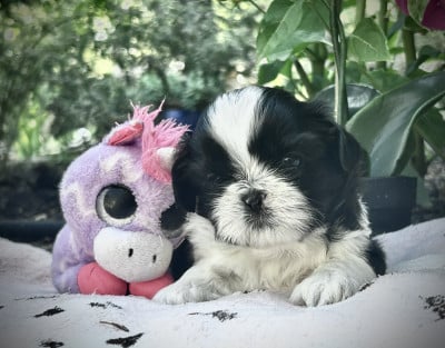 Les chiots de Shih Tzu